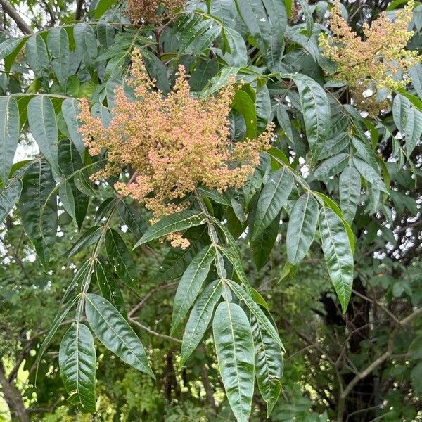 Rhus copallinum Flor