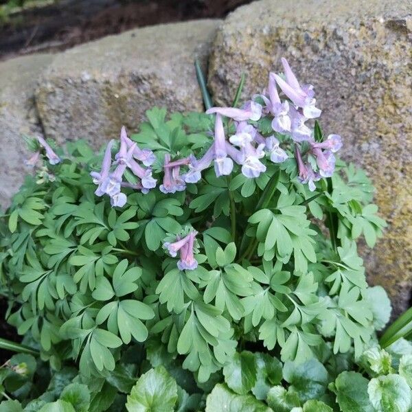 Corydalis solida Квітка