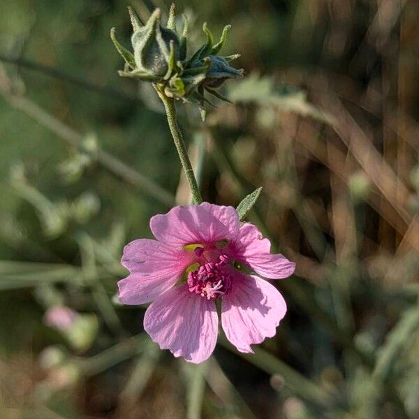 Althaea cannabina Virág