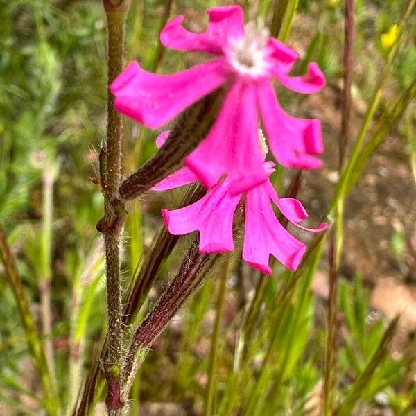 Silene scabriflora Квітка