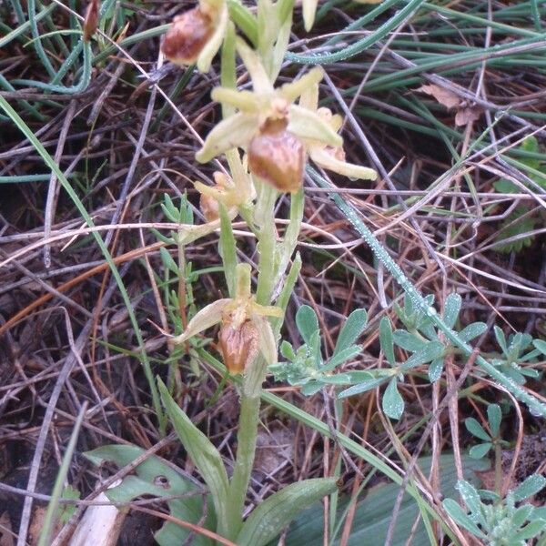 Ophrys aranifera Характер