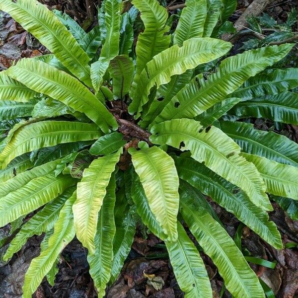 Asplenium scolopendrium Hoja