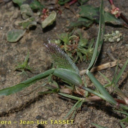 Crypsis schoenoides Blomma