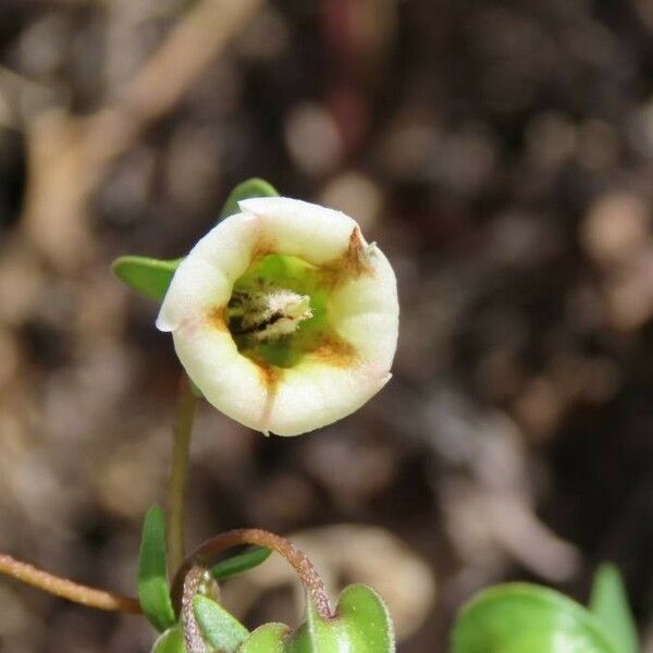 Trichodesma marsabiticum Žiedas