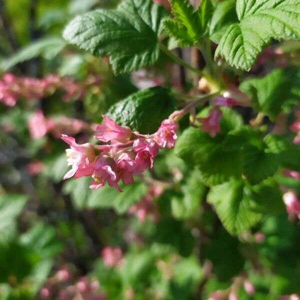 Ribes sanguineum Folha