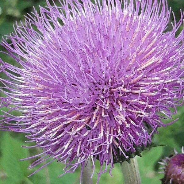 Cirsium heterophyllum Květ