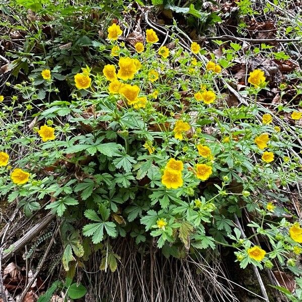 Potentilla thuringiaca Foglia