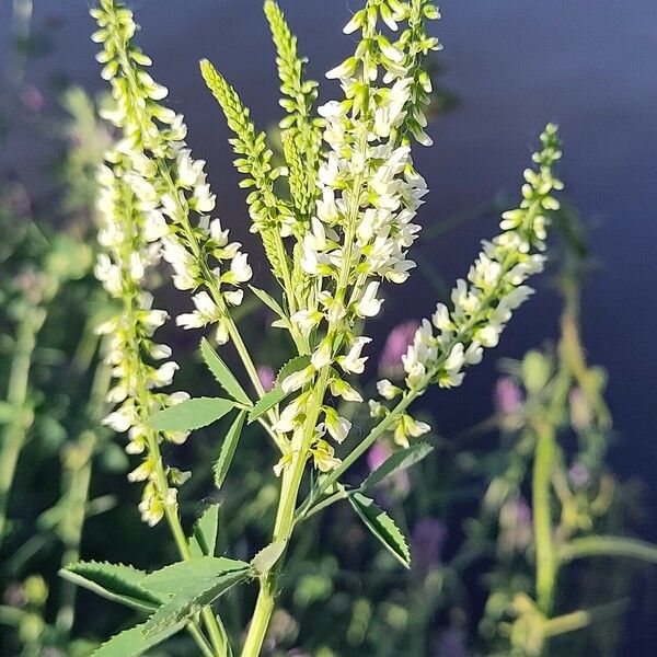 Melilotus albus Blüte