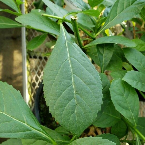 Rotheca myricoides Leaf