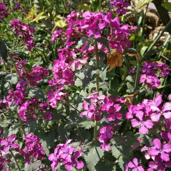 Lunaria annua Õis