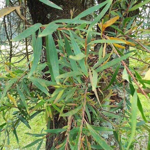 Hakea salicifolia Leaf