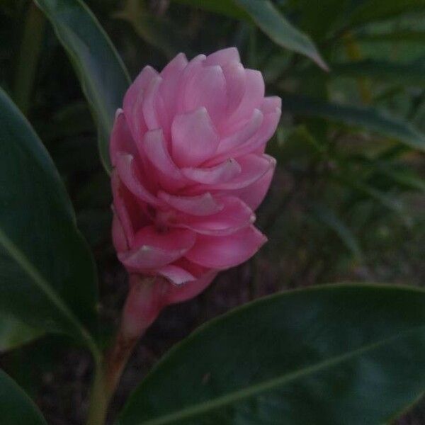 Alpinia purpurata Flower