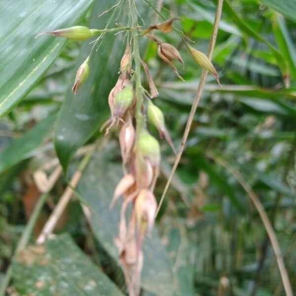 Olyra latifolia Meyve