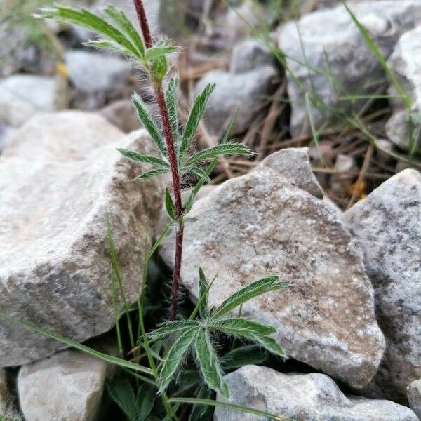 Potentilla hirta ഇല