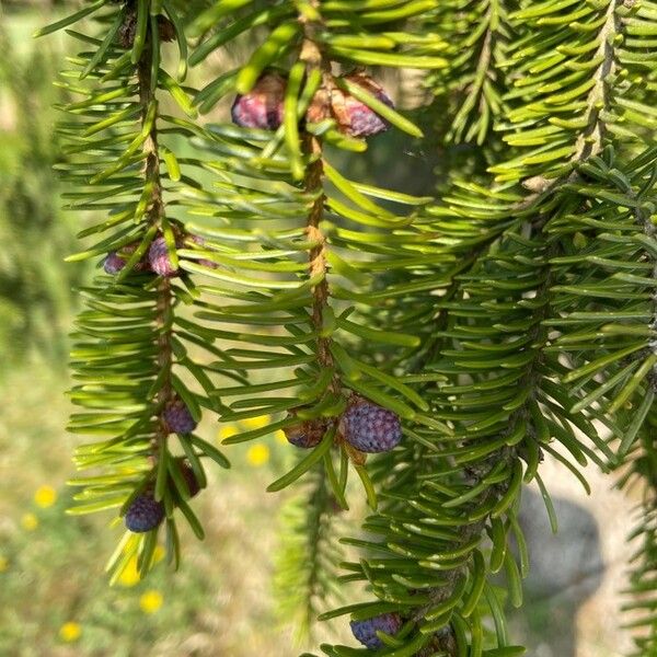 Abies balsamea Blomst