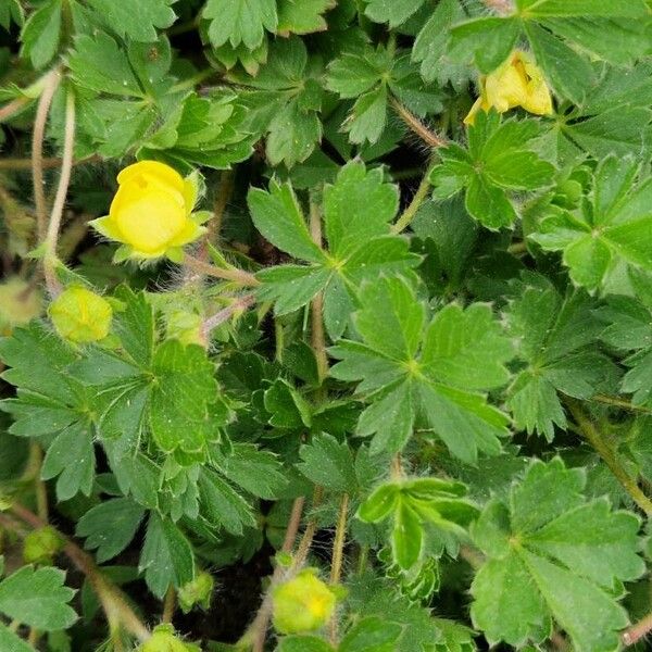 Potentilla verna Blad