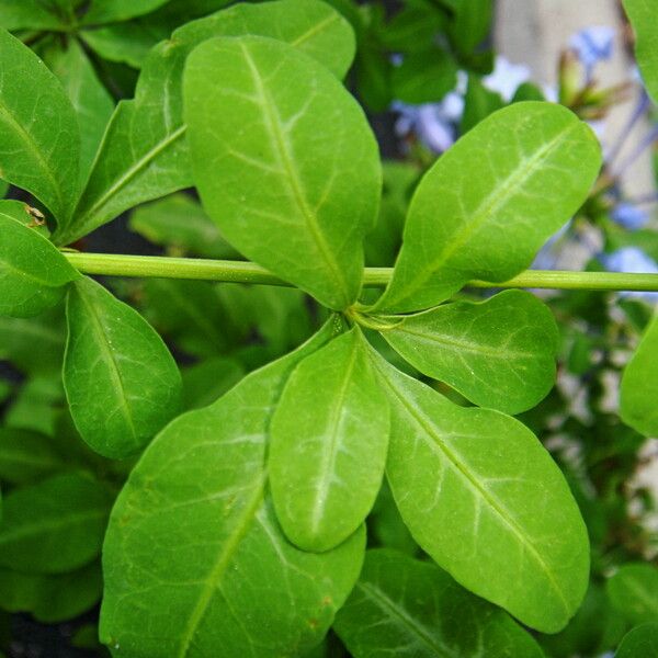 Plumbago auriculata পাতা