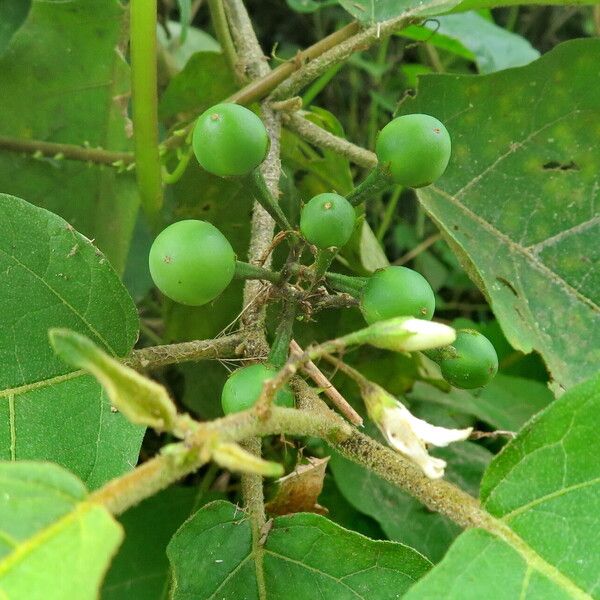 Solanum torvum Fruto