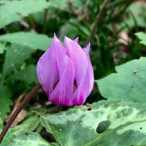 Cyclamen purpurascens Blomst