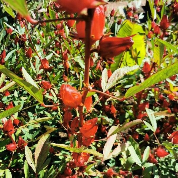 Hibiscus sabdariffa 果實