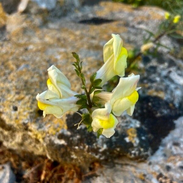 Antirrhinum siculum Кветка