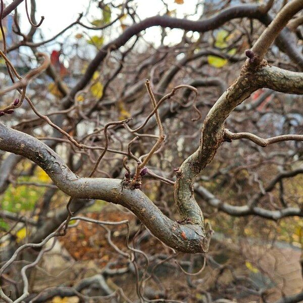 Corylus avellana Bark