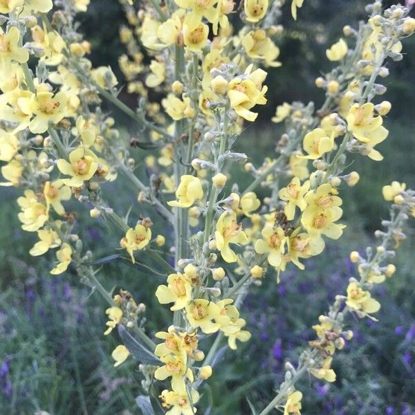 Verbascum lychnitis 花