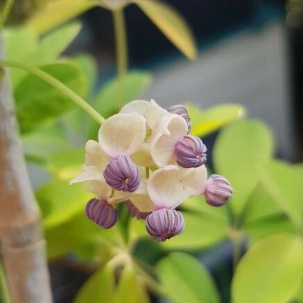 Akebia quinata Žiedas