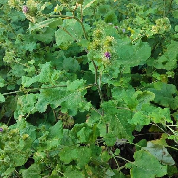 Arctium lappa Buveinė