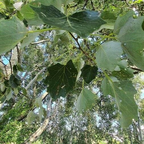 Populus alba Leaf