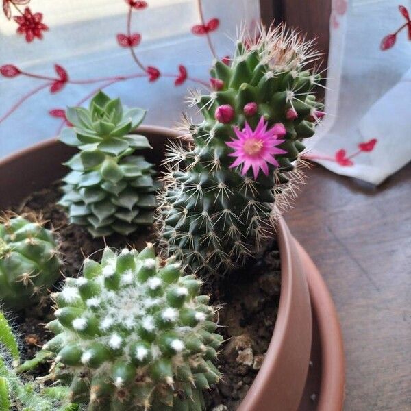 Mammillaria spinosissima 花