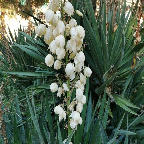 Yucca gloriosa Blomst