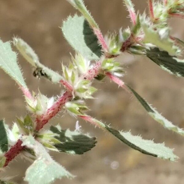 Forsskaolea tenacissima Flower