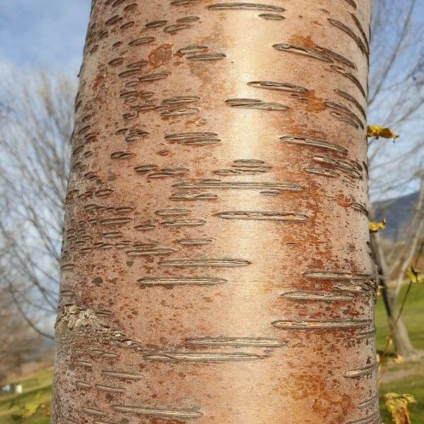 Betula occidentalis বাকল