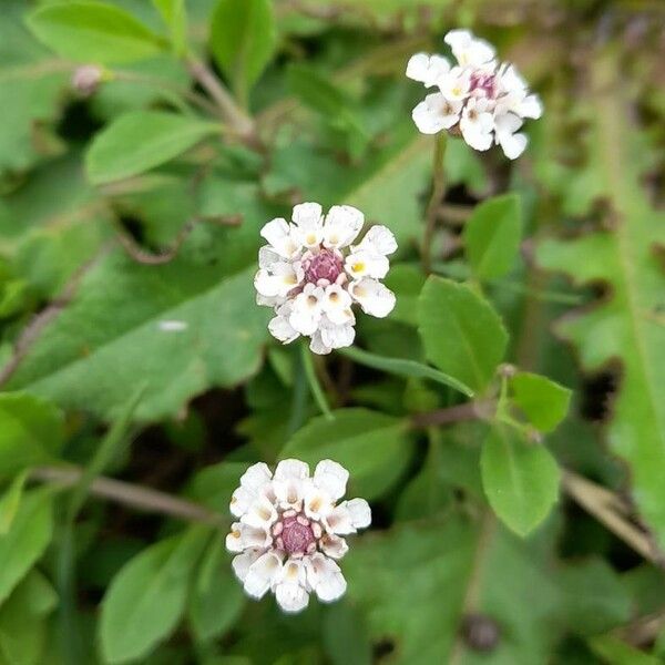 Phyla nodiflora Цвят