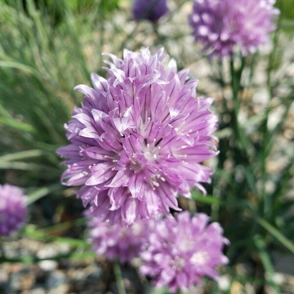 Allium schoenoprasum Floare