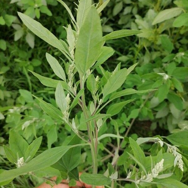 Chenopodium berlandieri Blad