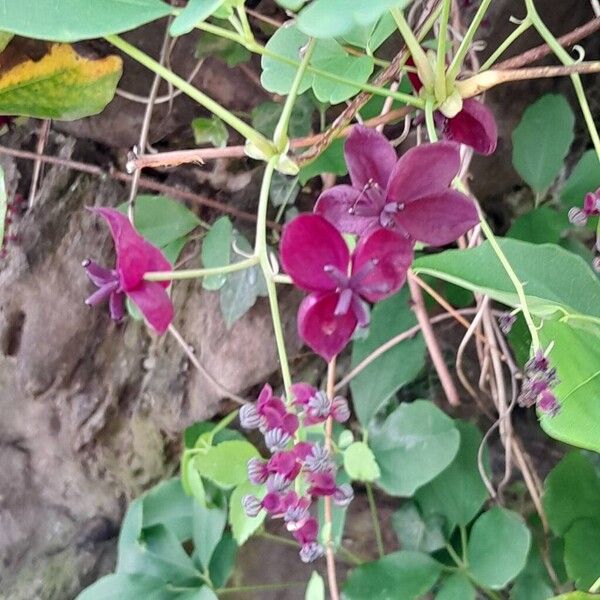 Akebia quinata Flower