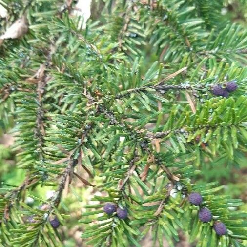 Abies balsamea Foglia