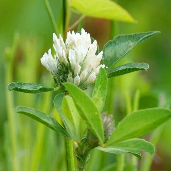 Trifolium alexandrinum Žiedas