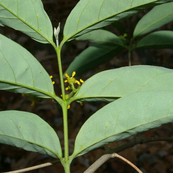 Bunchosia nitida Leaf