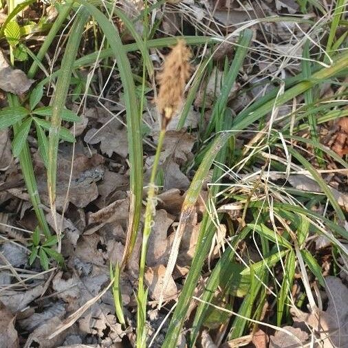 Carex oederi Flower