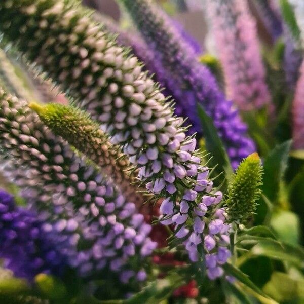 Veronica longifolia Kwiat