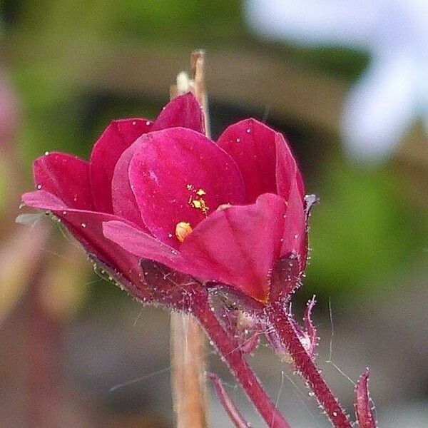 Saxifraga rosacea Blomst