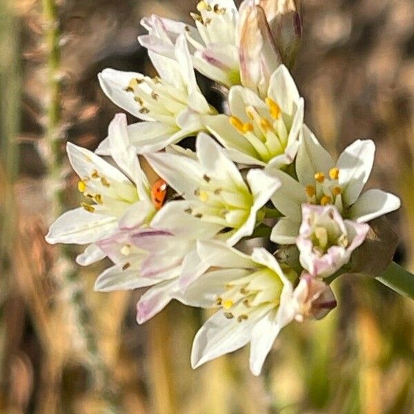 Nothoscordum gracile 花