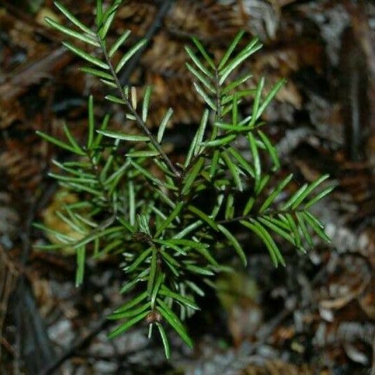 Prumnopitys taxifolia 葉