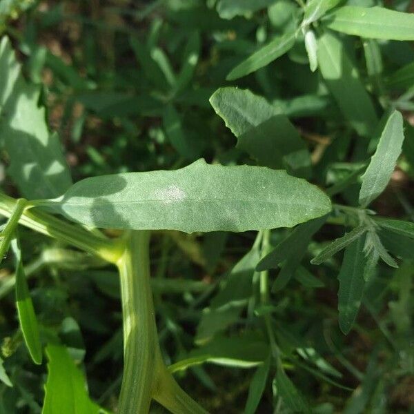 Atriplex littoralis Blad