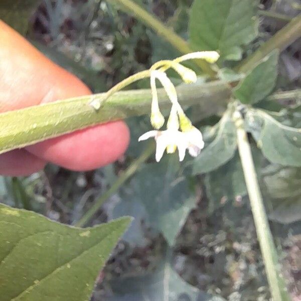 Solanum chenopodioides Λουλούδι