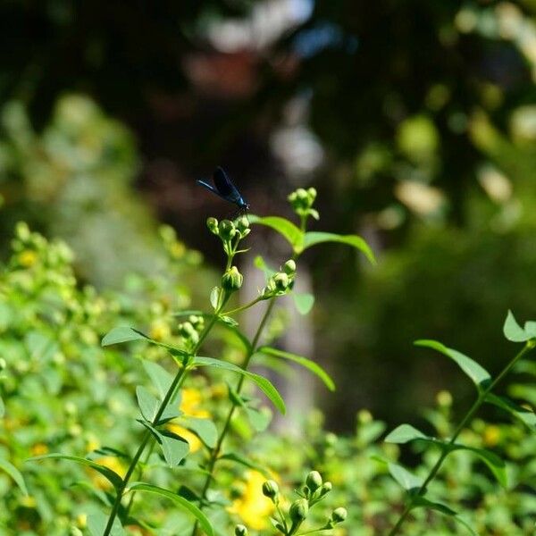 Hypericum punctatum برگ