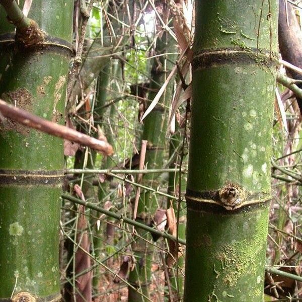 Bambusa bambos বাকল